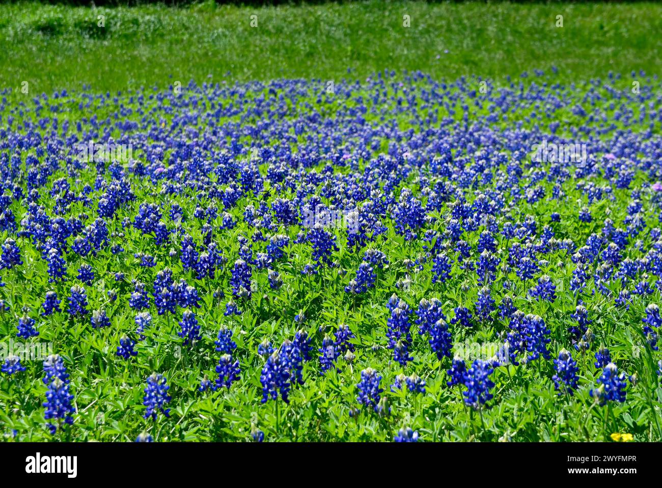 Ein Feld mit grünem Gras und einer Decke blühender Bluebonnet-Blüten an einem sonnigen Frühlingstag in Texas. Stockfoto