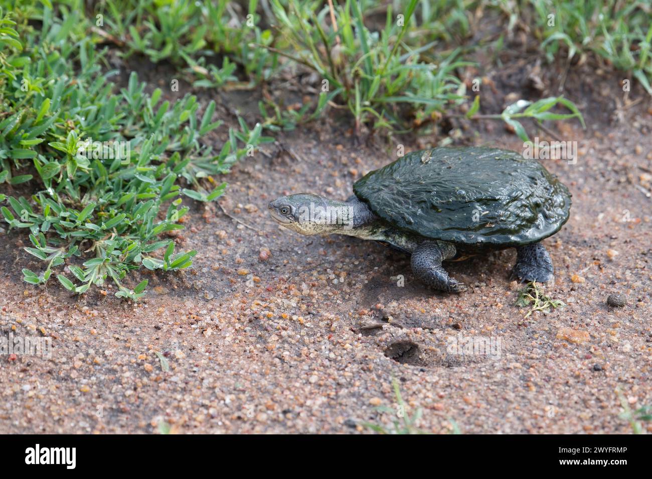 Helm- oder Sumpfterrapin (Pelomedusa subrufa). Die Muschel ist oft wie hier von Algen matgrün gefärbt. Stockfoto