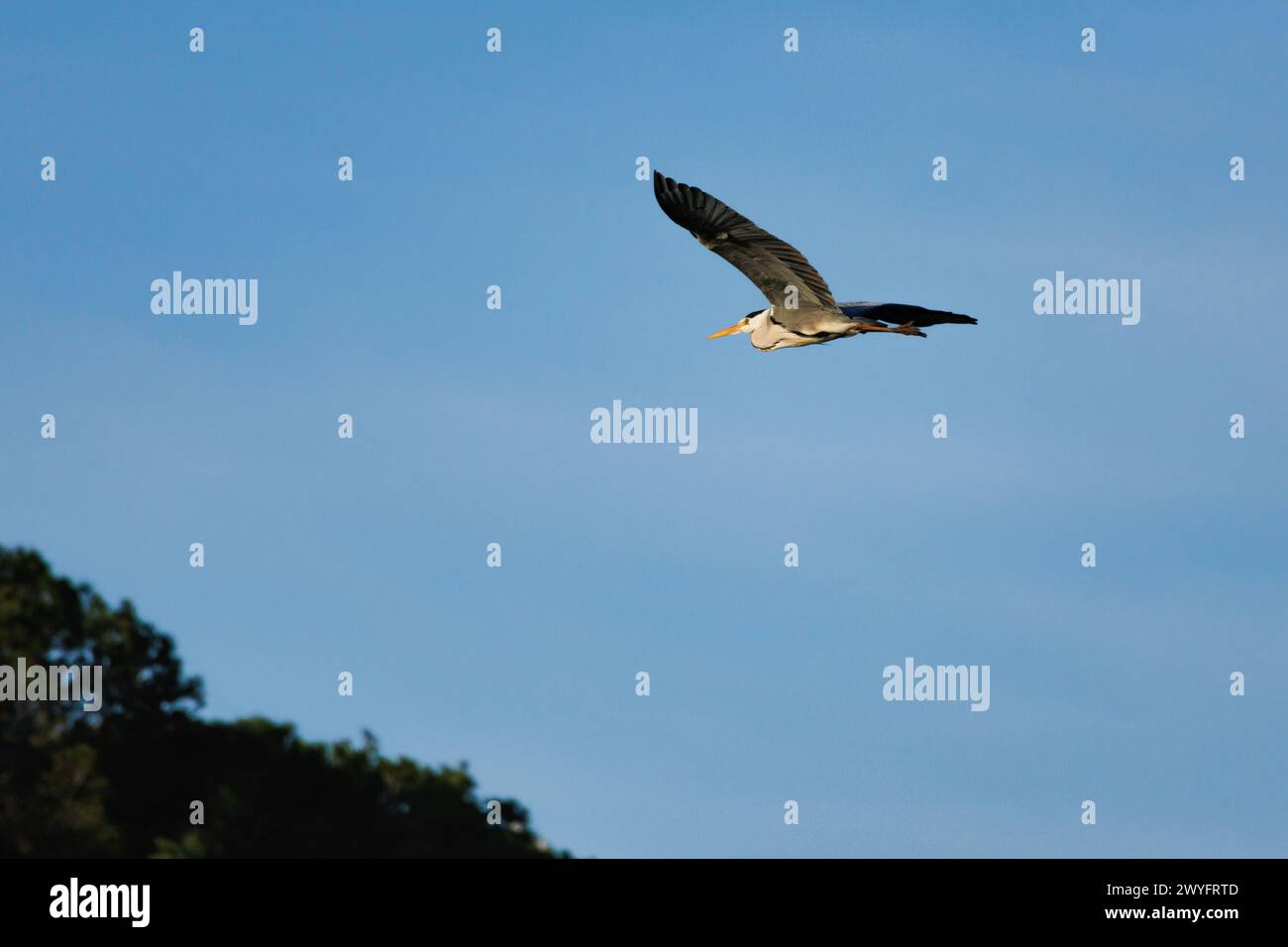 Graureiher (Ardea cinerea) mit blauem Himmel, der über den Stausee Beniarres, Spanien, fliegt Stockfoto