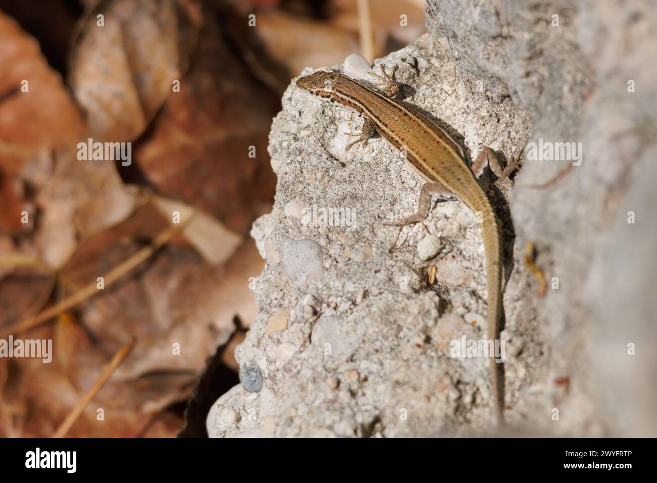 Iberische Eidechse, Podarcis hispanicus, auf Fels in der Schlucht Encantada, Beniarres, Spanien Stockfoto