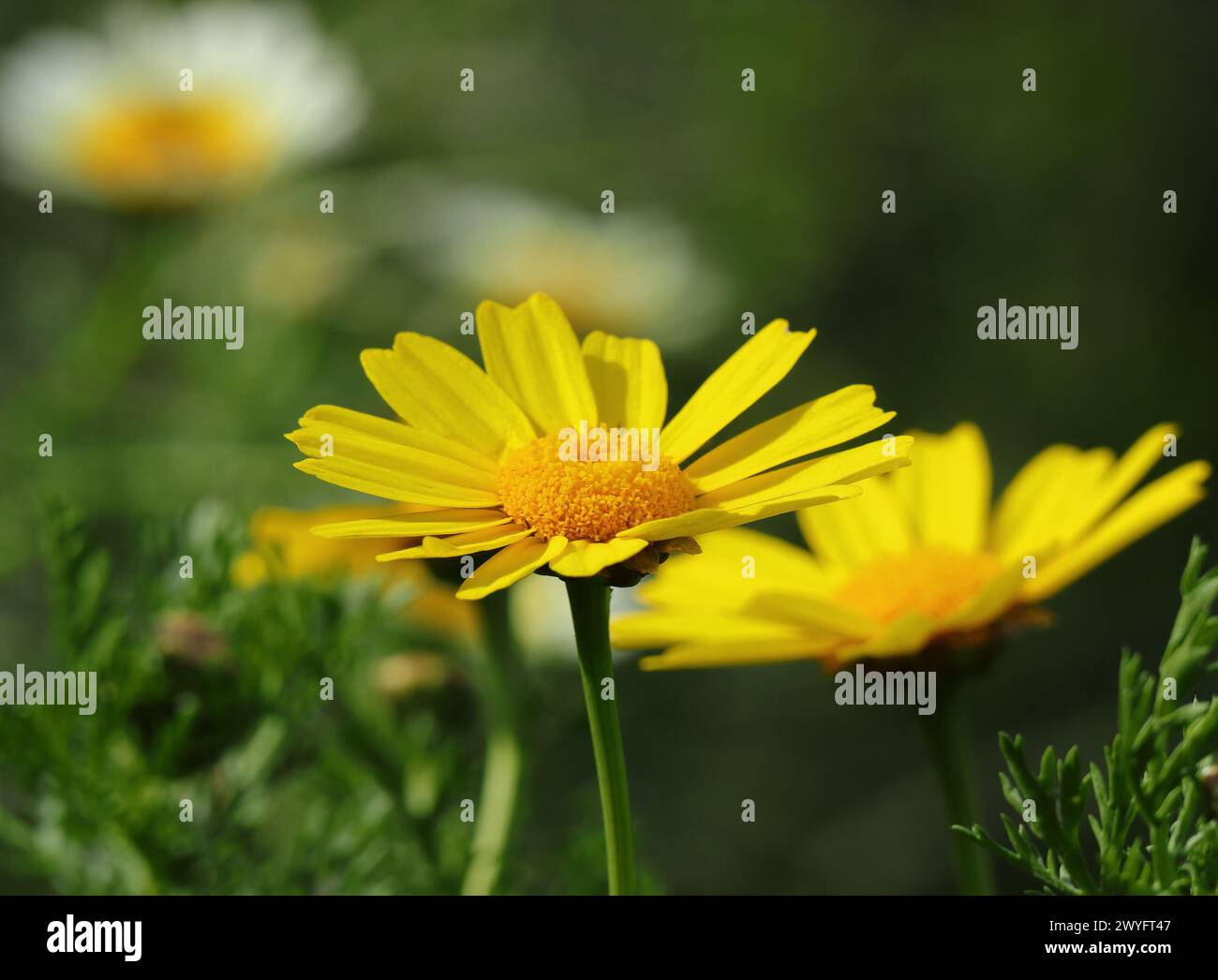 Feder. Gelbe Krone Daisy - Glebionis coronaria wächst wild in Portugal. Auch bekannt als Garland Gänseblümchen, Girlande Chrysantheme und Essbare Chrysantheme Stockfoto