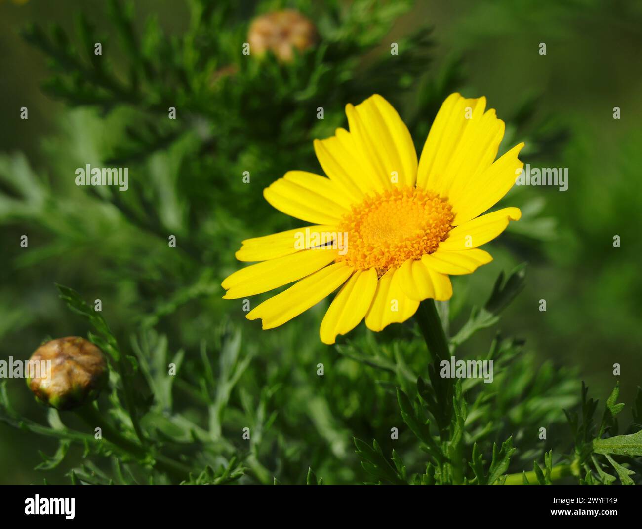 Feder. Gelbe Krone Daisy - Glebionis coronaria wächst wild in Portugal. Auch bekannt als Garland Gänseblümchen, Girlande Chrysantheme und Essbare Chrysantheme Stockfoto