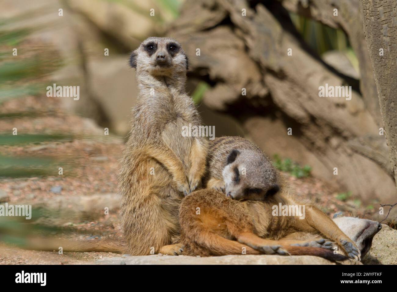 Suricate im Parc Animalier des Pyrenäes, Argeles-Gazost, Hauts Pyrenäen, Frankreich Stockfoto