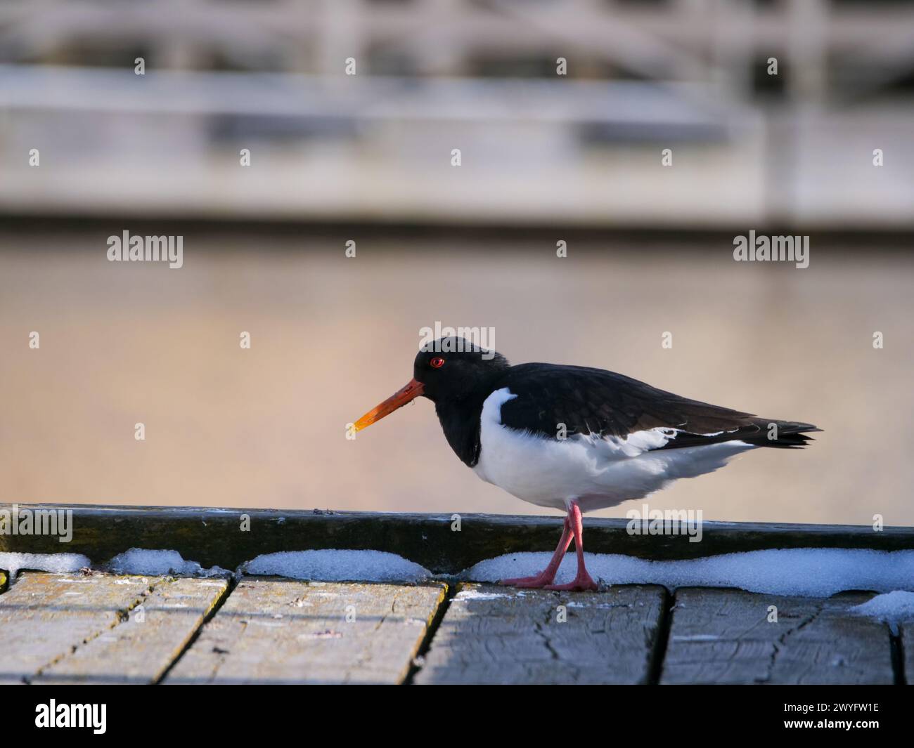 Der Eurasische Austernfänger (Haematopus ostralegus), der auf dem Pier läuft Stockfoto