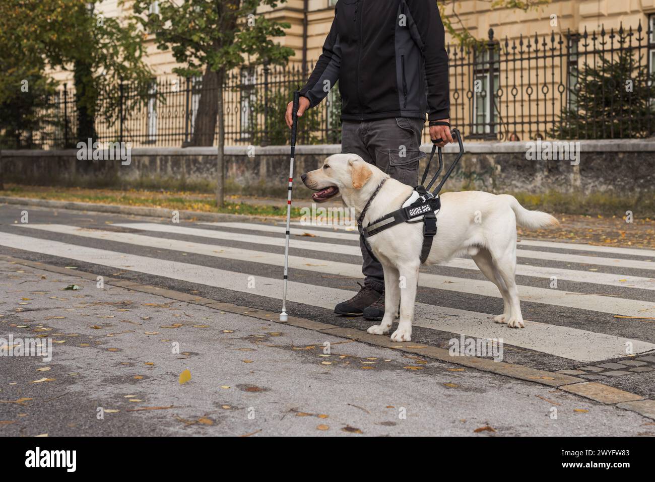 Sehbehinderter Mann, der mit Hilfe seines ausgebildeten Blindenhundes die Straße überquert und läuft. Mobilitätskonzept für Sehbehinderte. Stockfoto