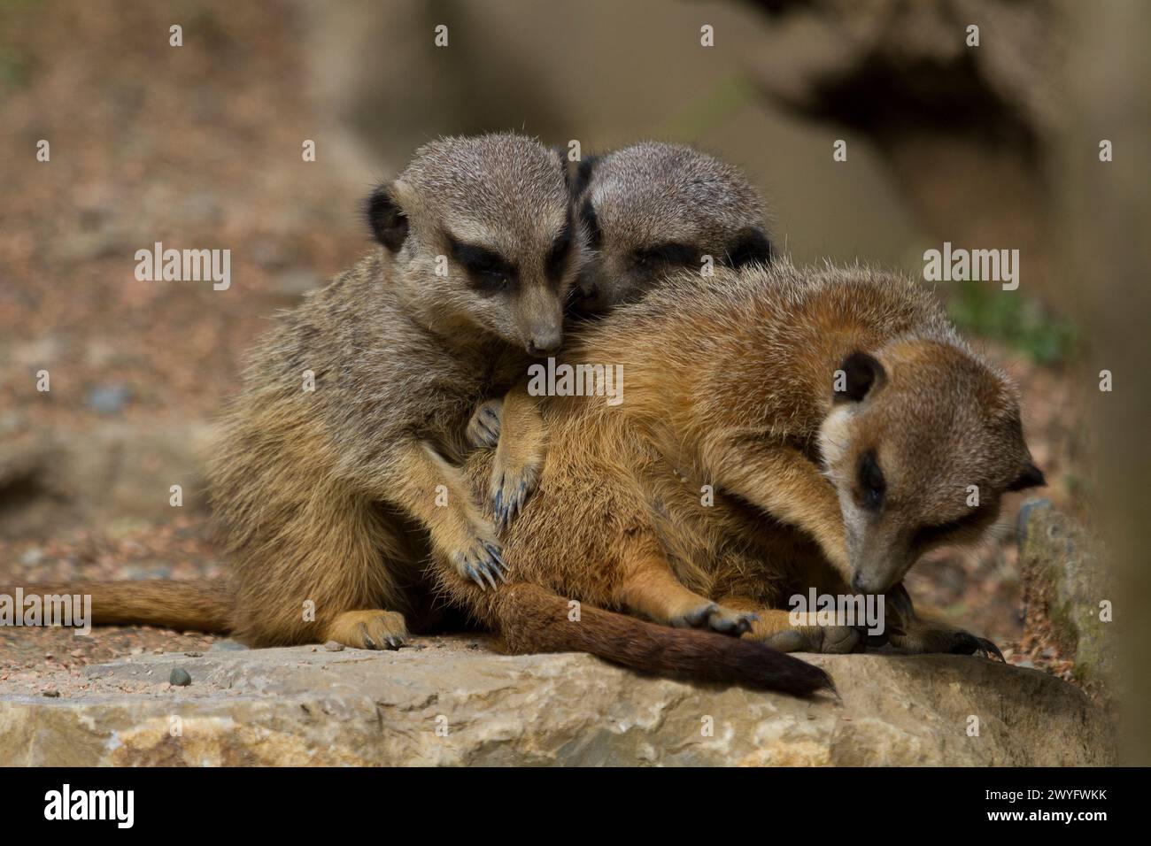 Suricate im Parc Animalier des Pyrenäes, Argeles-Gazost, Hauts Pyrenäen, Frankreich Stockfoto