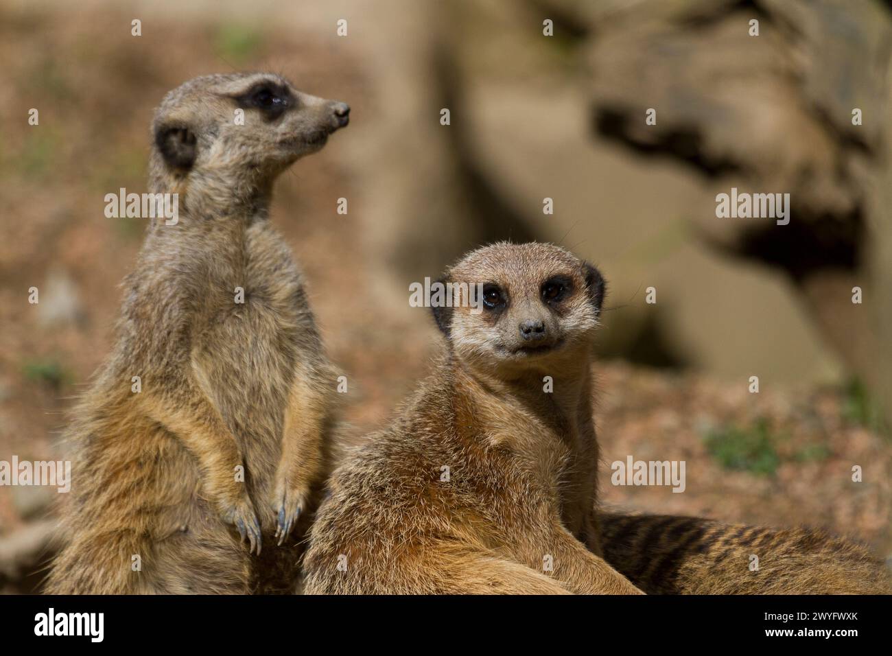 Suricate im Parc Animalier des Pyrenäes, Argeles-Gazost, Hauts Pyrenäen, Frankreich Stockfoto