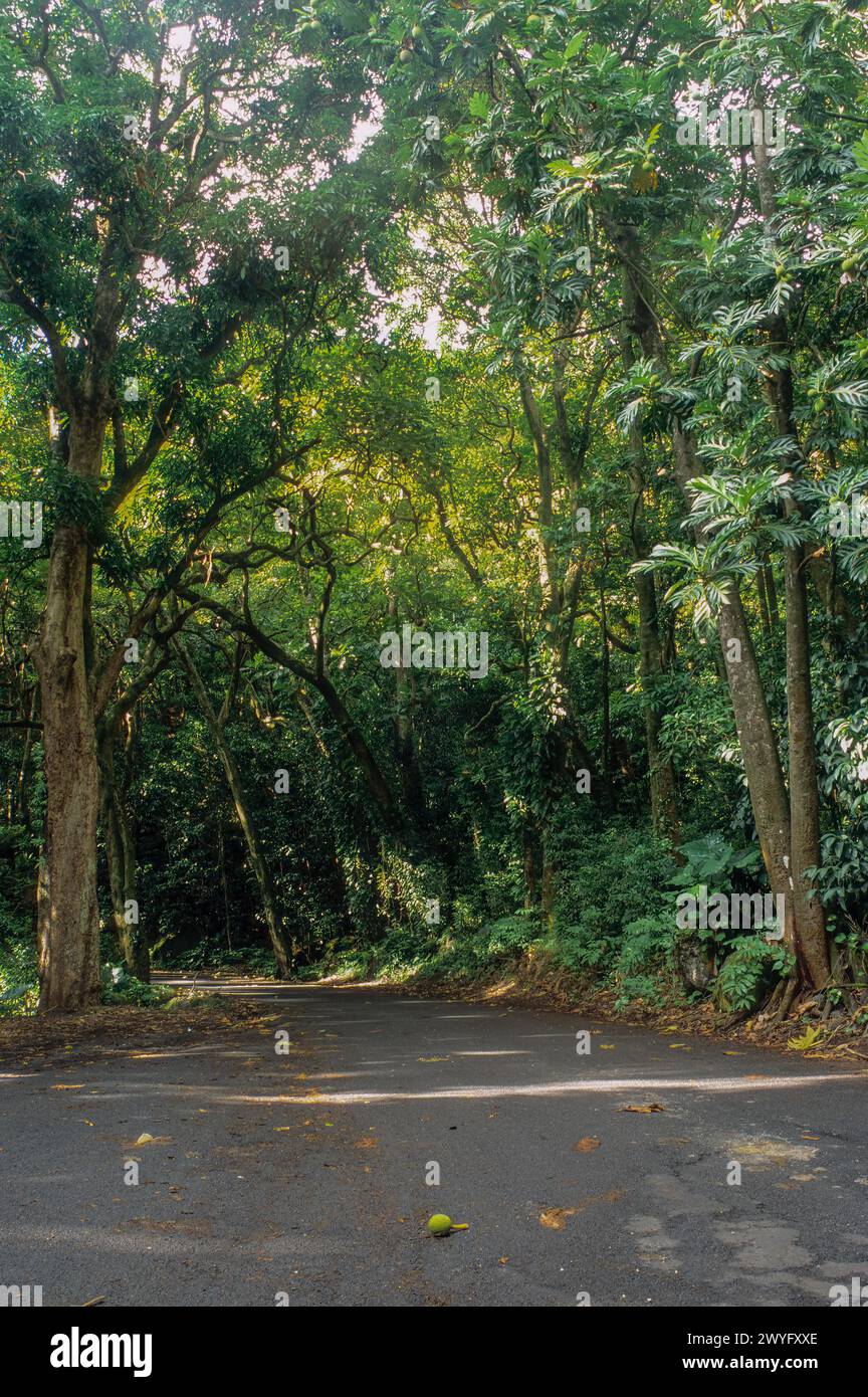 Maui, Hawaii, USA - Highway 31, in der Nähe von Mile 44, südlich von Hana, Maui. Broadfruit Tree auf der rechten Seite. Stockfoto