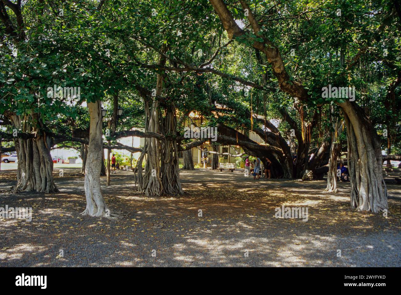 Maui, Hawaii, USA - Lahaina Banyan Tree Park vor dem Brand von 2023. Stockfoto