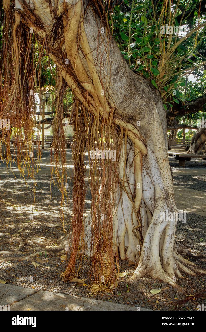 Maui, Hawaii, USA – Lahaina, Banyan Tree Aerial Roots Stockfoto