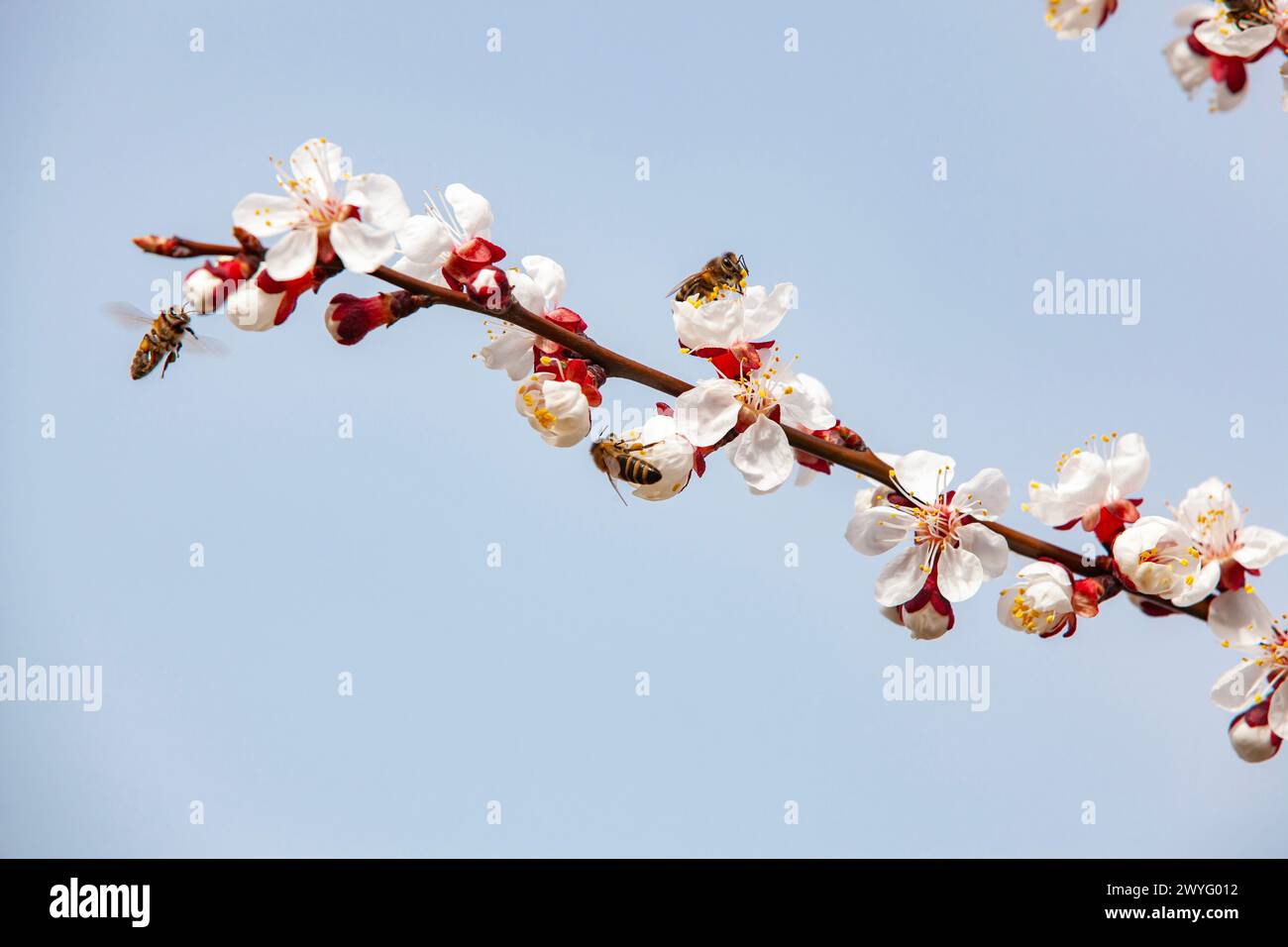 Bienen bestäuben blühende Aprikosen auf einer Plantage. Imkerei und Obstbau. Nahaufnahme, Kopierbereich. Stockfoto