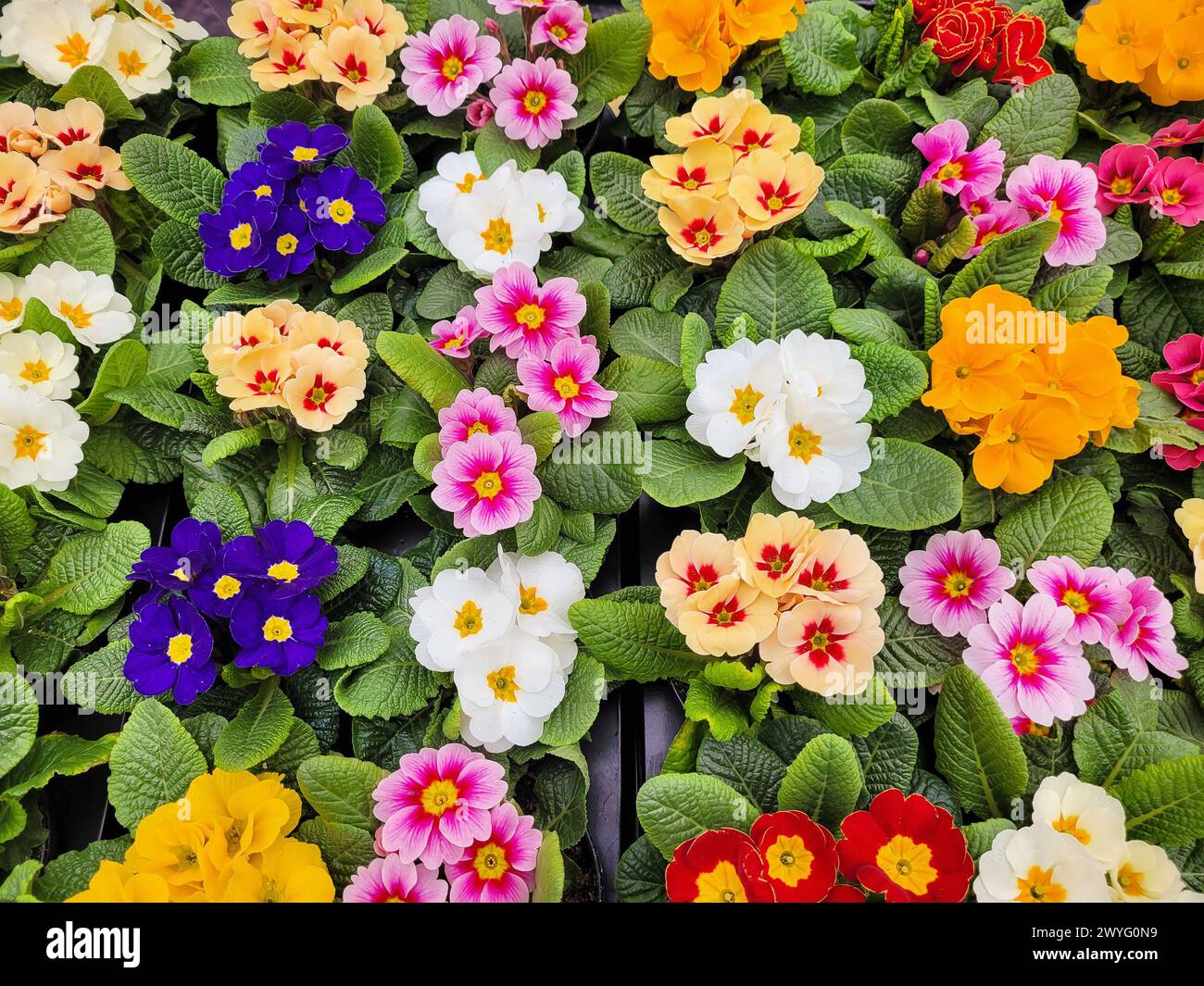 Hintergrund verschiedener blühender Veilchen, Draufsicht Stockfoto