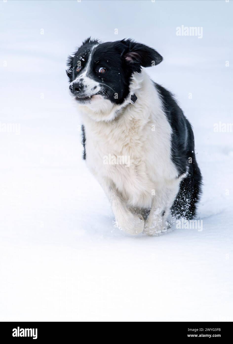 Ein lustiger Border Collie läuft in einem Deep Snow, New Jersey, USA Stockfoto