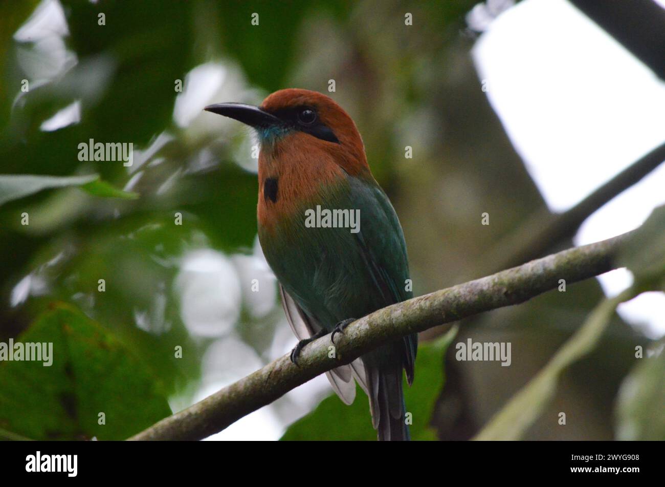 Farbenfroher Vogel auf dem Ast: Orangefarbene, schwarze und blaue Federn Stockfoto
