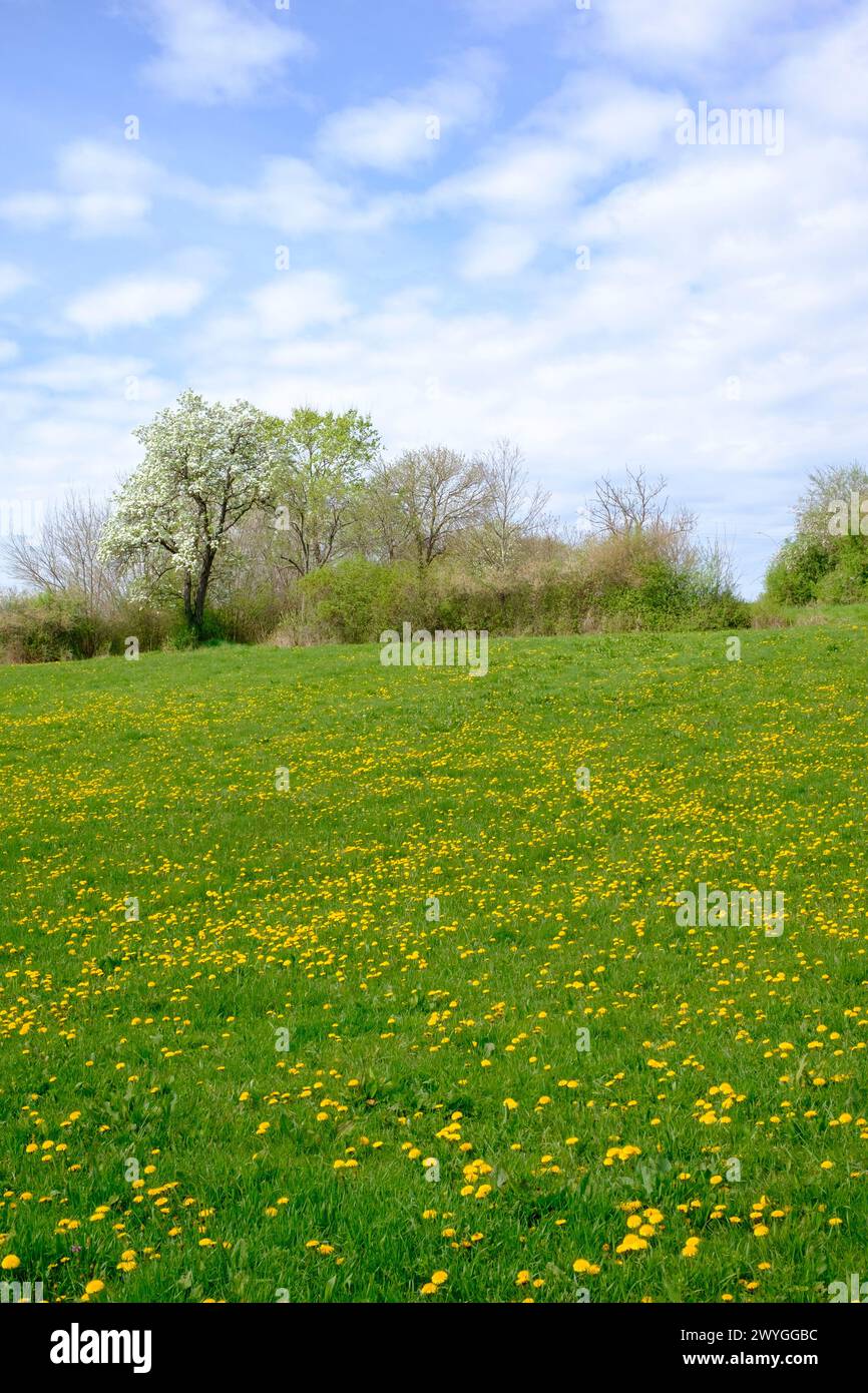 Frühlingslöwenzahn taraxacum officinale blühen auf dem ländlichen Feld mit reifem Baum hinter zala County ungarn Stockfoto