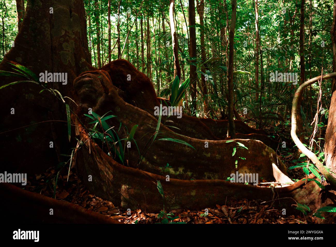 Baum im Regenwald mit großen Wurzeln Stockfoto