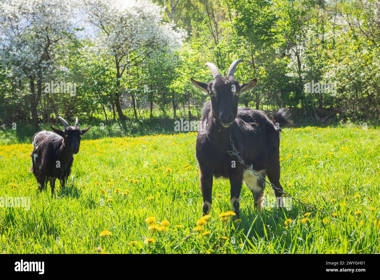 Zwei schwarze Ziegen auf einer grünen Wiese in einem Dorf in der Ukraine Stockfoto