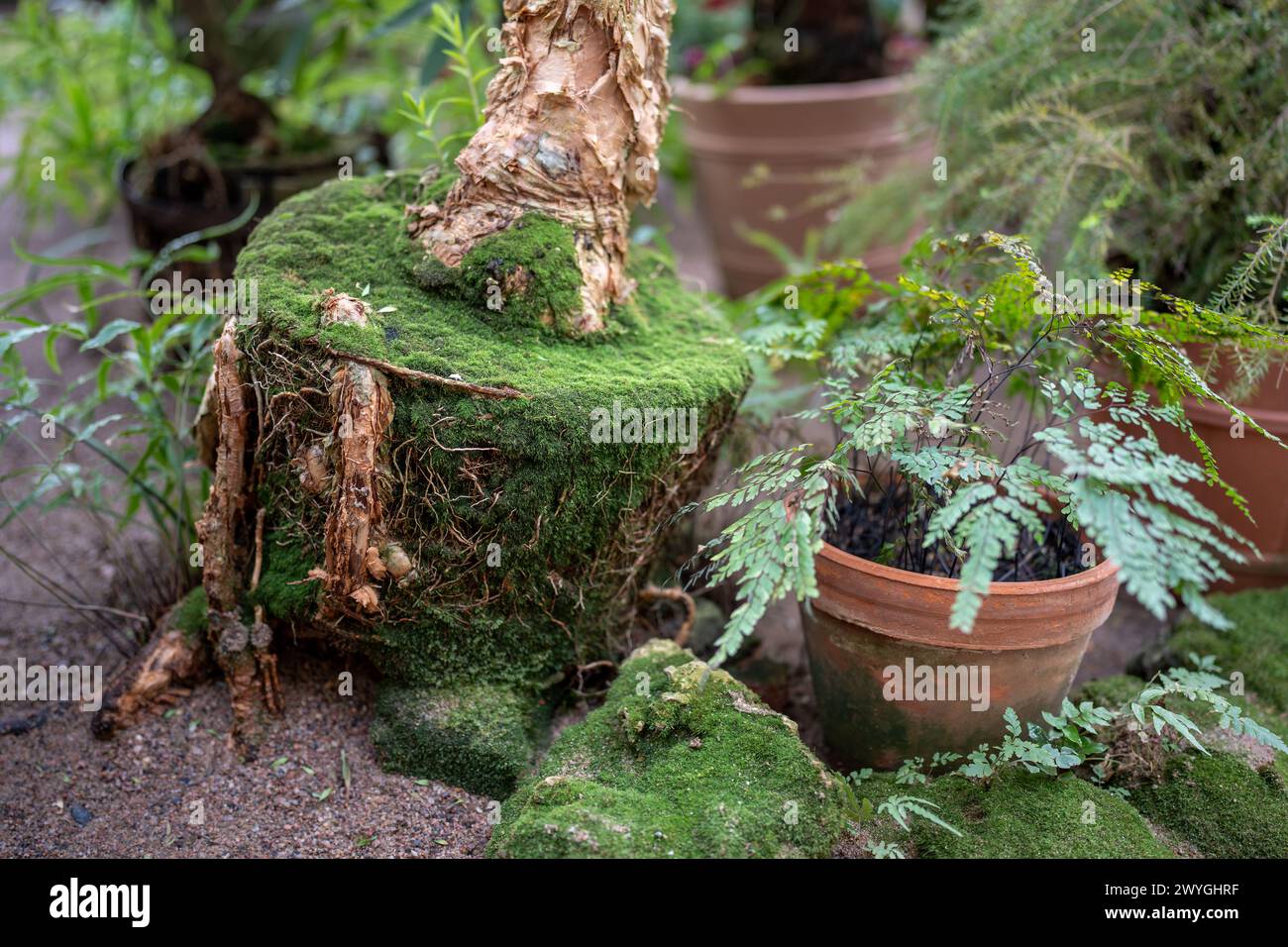 Ficus-Wurzeln haben einen Holztopf aufgrund von Gedränge, wegen der großen Wurzel und der Notwendigkeit, umzutopfen Stockfoto