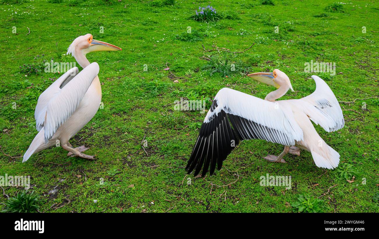 Pelikane im St. James's Park im Zentrum von London auf grünem Gelände Stockfoto