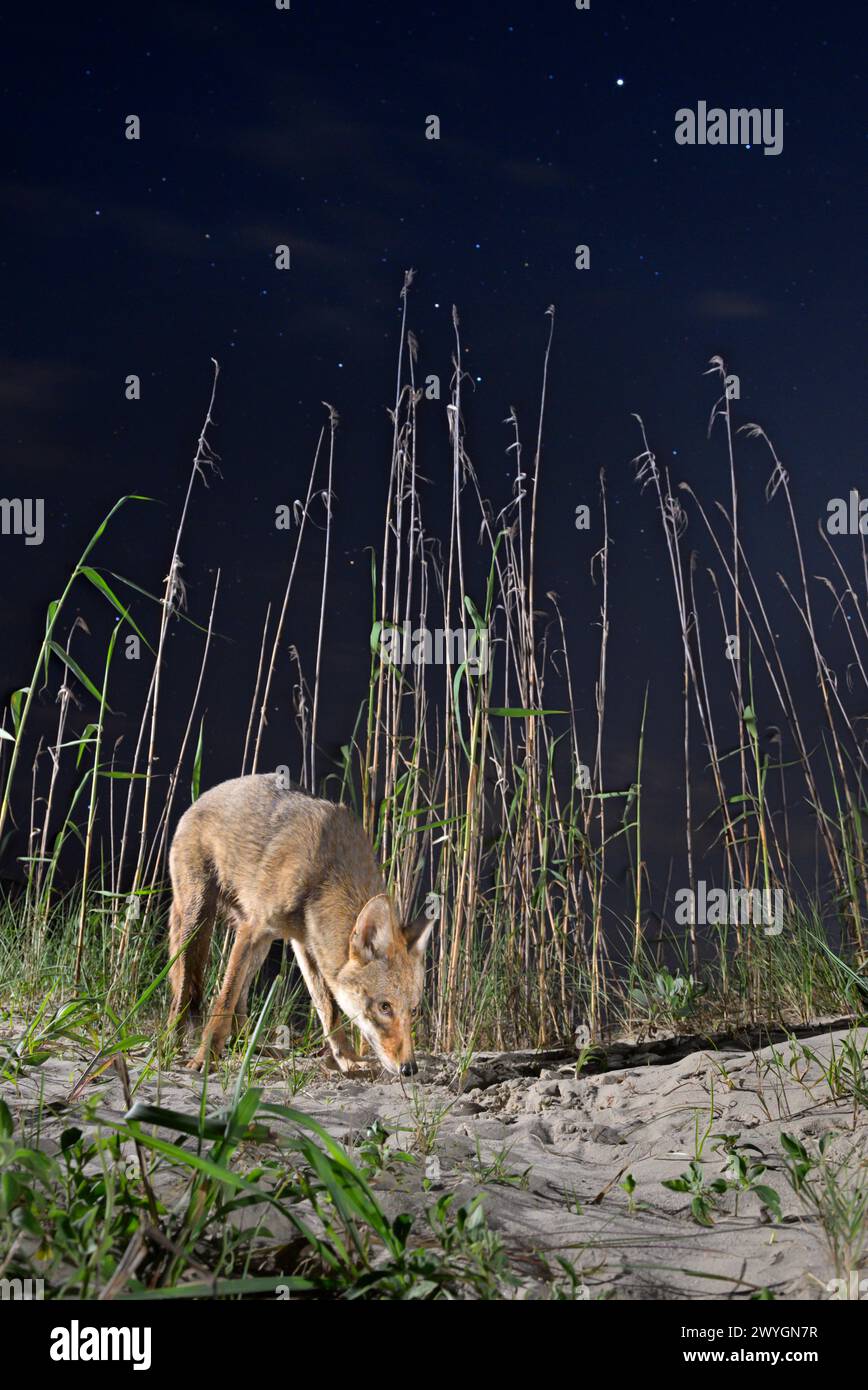 Kojote (Canis latrans) auf der Sanddüne bei Nacht unter Sternenhimmel, Galveston, Texas. Man nimmt an, dass diese Population Gene des Roten Wolfs (Canis rufus) hat. Stockfoto