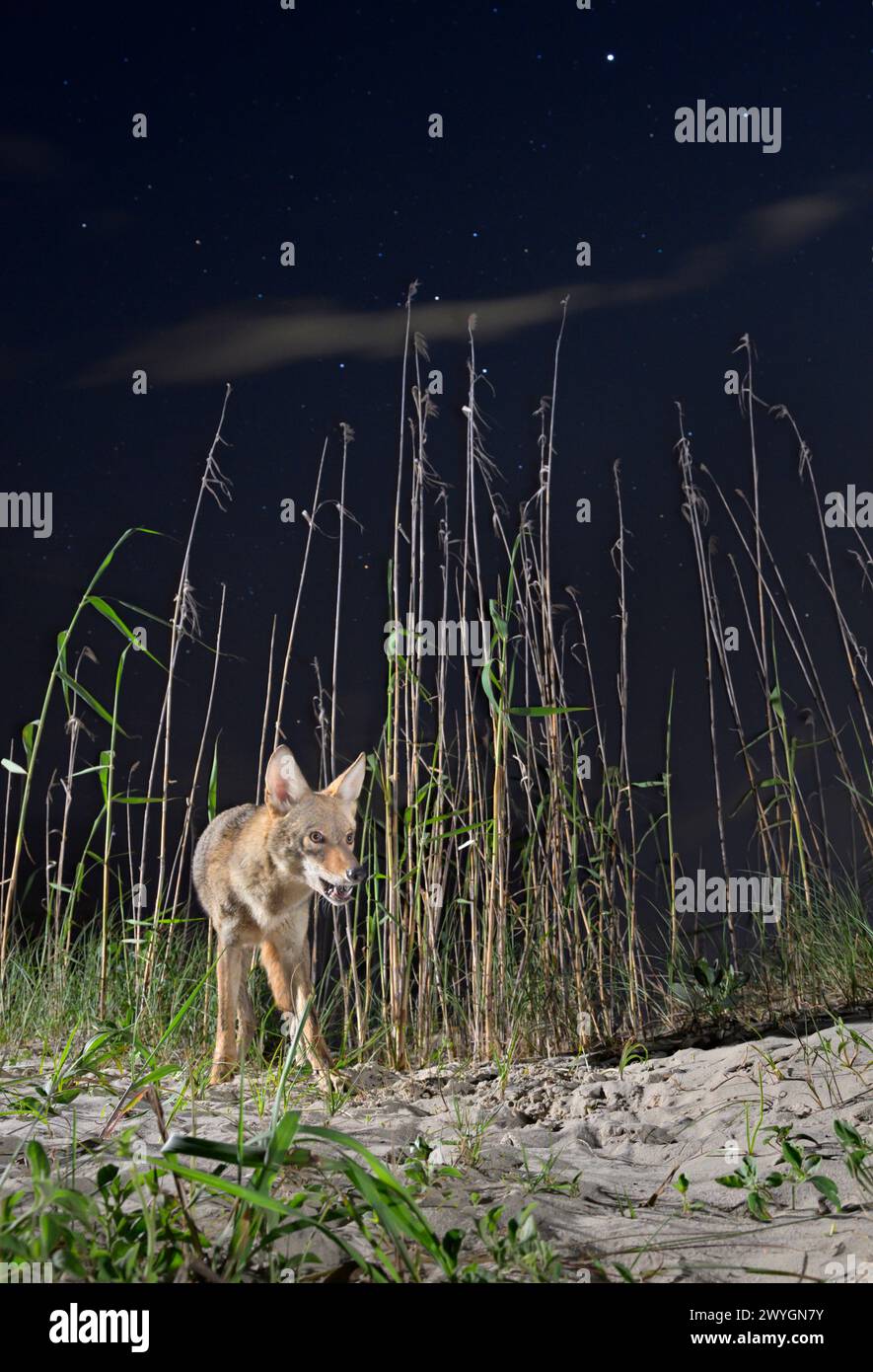 Kojote (Canis latrans) mit offenem Mund auf Sanddünen bei Nacht unter Sternenhimmel, Galveston, Texas. Diese Population hat Gene des Roten Wolfs (Canis rufus). Stockfoto