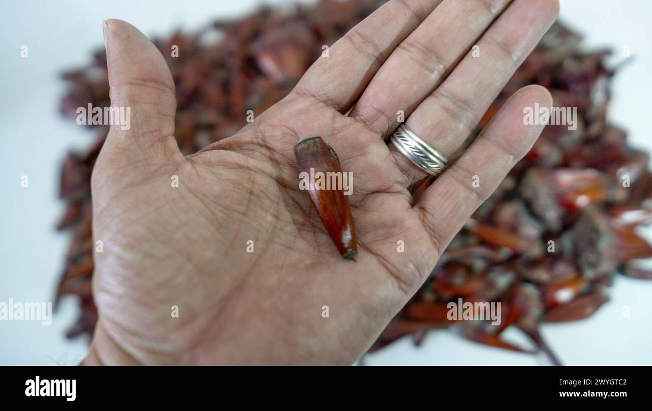 Pinienkegel und Pinienkerne in Körnern und die geschlossenen Früchte auch Stockfoto