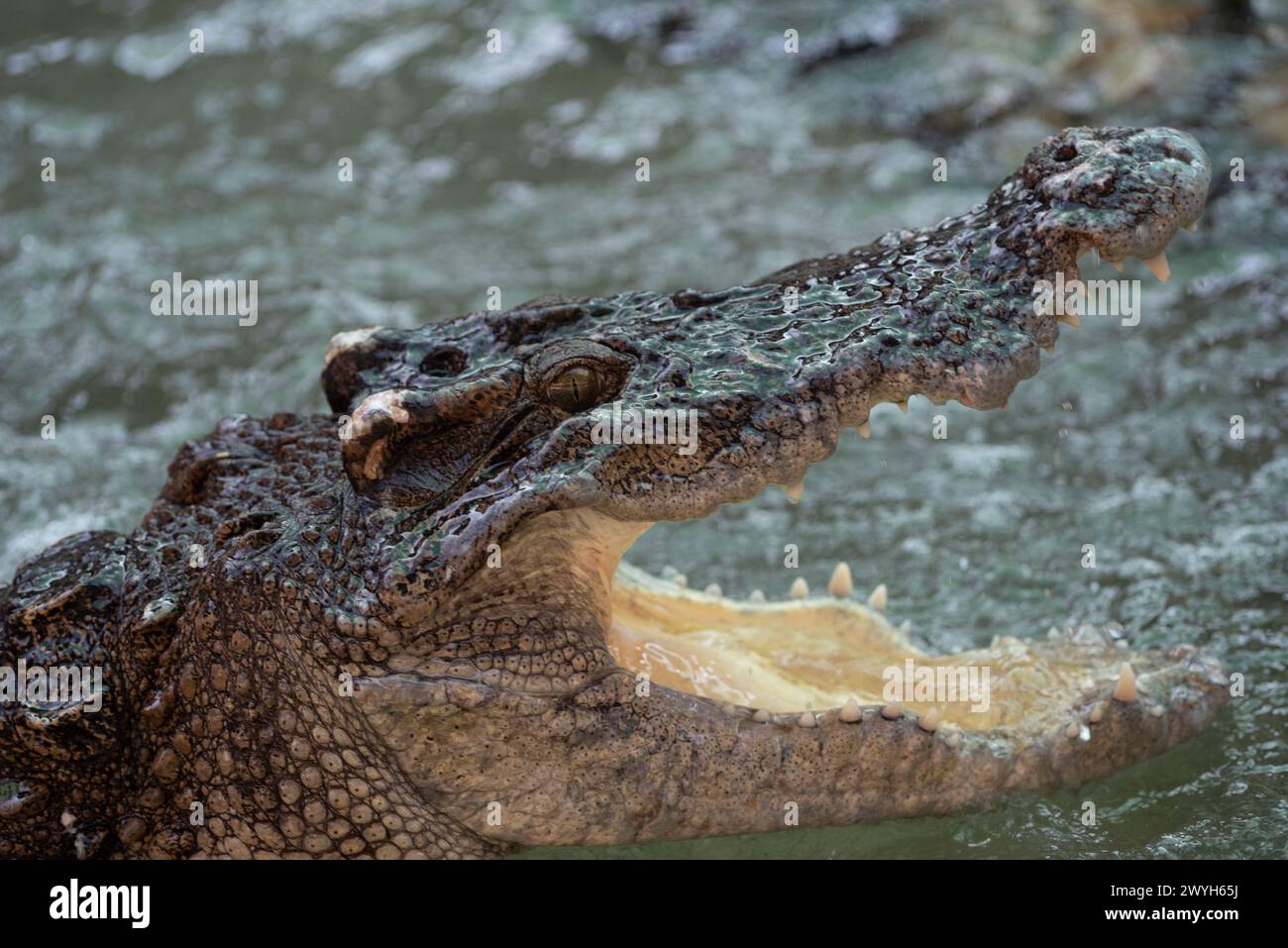 Samut Prakan, Samut Prakan, Thailand. April 2024. Krokodil im Teich, eine Show für Touristen zu sehen. Auf der Samutprakan Crocodile Farm and Zoo am 6. April 2024. In der Provinz Samut Prakan. 35 km von Bangkok. Nachdem sie aufgrund der COVID-19-Epidemiesituation für drei Jahre vorübergehend geschlossen worden war. (Kreditbild: © Teera Noisakran/Pacific Press via ZUMA Press Wire) NUR REDAKTIONELLE VERWENDUNG! Nicht für kommerzielle ZWECKE! Stockfoto