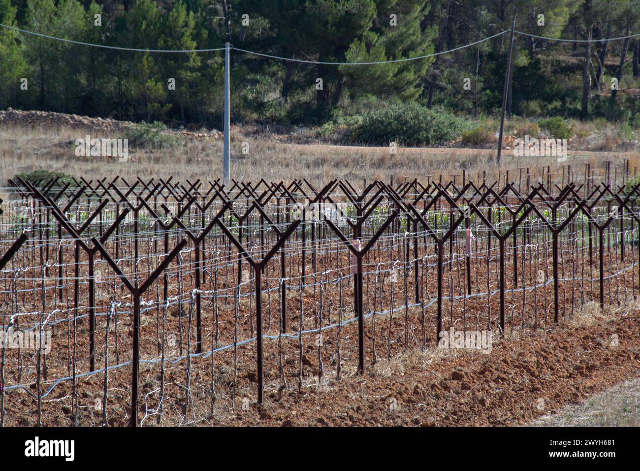 Anpflanzung von Weinreben in Spanien. Stockfoto