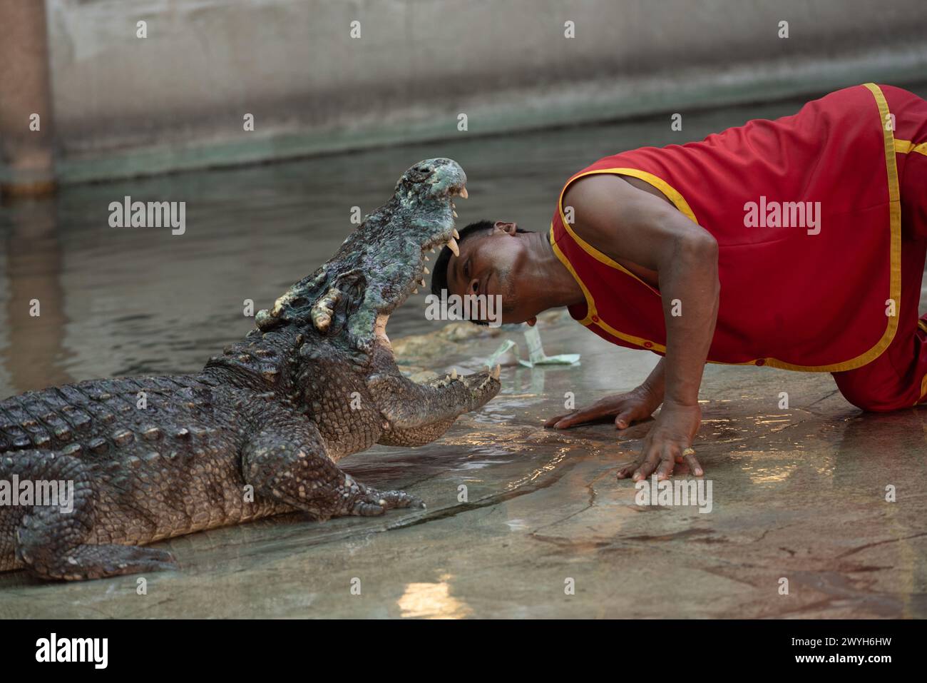 Samut Prakan, Samut Prakan, Thailand. April 2024. Der Darsteller steckt dem Krokodil den Kopf in den Mund. Während der Show für Touristen in Samutprakan Crocodile Farm and Zoo am 6. April 2024. In der Provinz Samut Prakan. 35 km von Bangkok. Nachdem sie aufgrund der COVID-19-Epidemiesituation für drei Jahre vorübergehend geschlossen worden war. (Kreditbild: © Teera Noisakran/Pacific Press via ZUMA Press Wire) NUR REDAKTIONELLE VERWENDUNG! Nicht für kommerzielle ZWECKE! Stockfoto