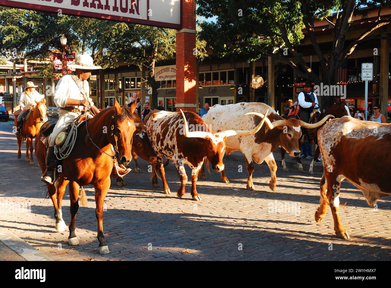 Ein afroamerikanischer Cowboy führt Texas-Longhorn-Bullen aus ihrem Stall, um die tägliche Viehfahrt in den Fort Worth Stock Yards zu Unternehmen Stockfoto