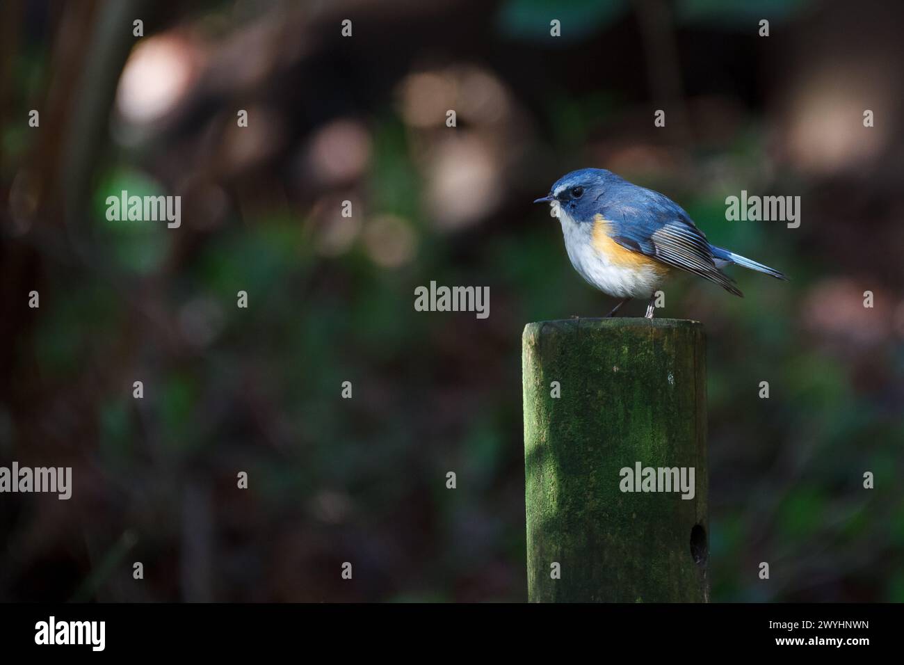 Ein männlicher roter blauer Schwanz oder orangener buschrottling (Tarsiger cyanurus) auf einem Pfosten in einem Park in Kanagawa, Japan. Stockfoto