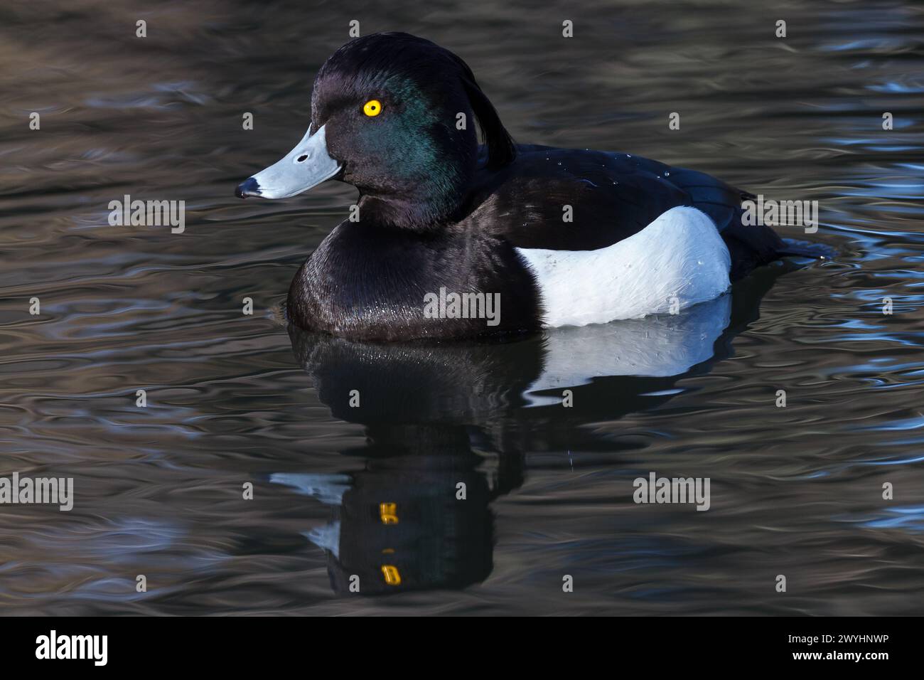 Eine männliche getuftete Ente (Aythya fuligula) auf einem See in einem Park in Kanagawa, Japan Stockfoto