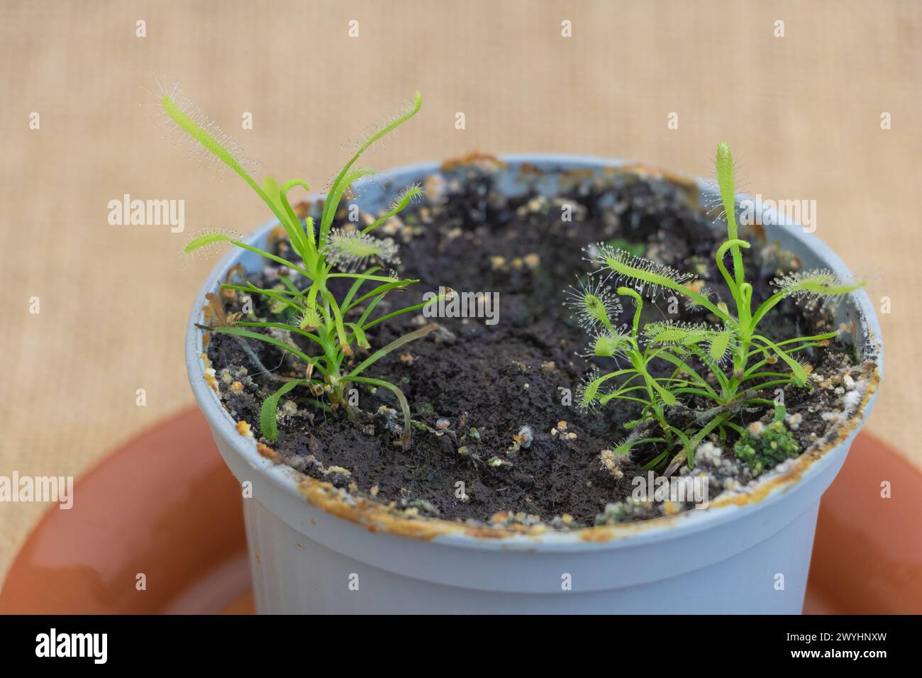 Kleine Setzlinge von Drosera capensis Carnivore Pflanze in einem Topf auf Sacktuch Hintergrund, selektiver Fokus Stockfoto