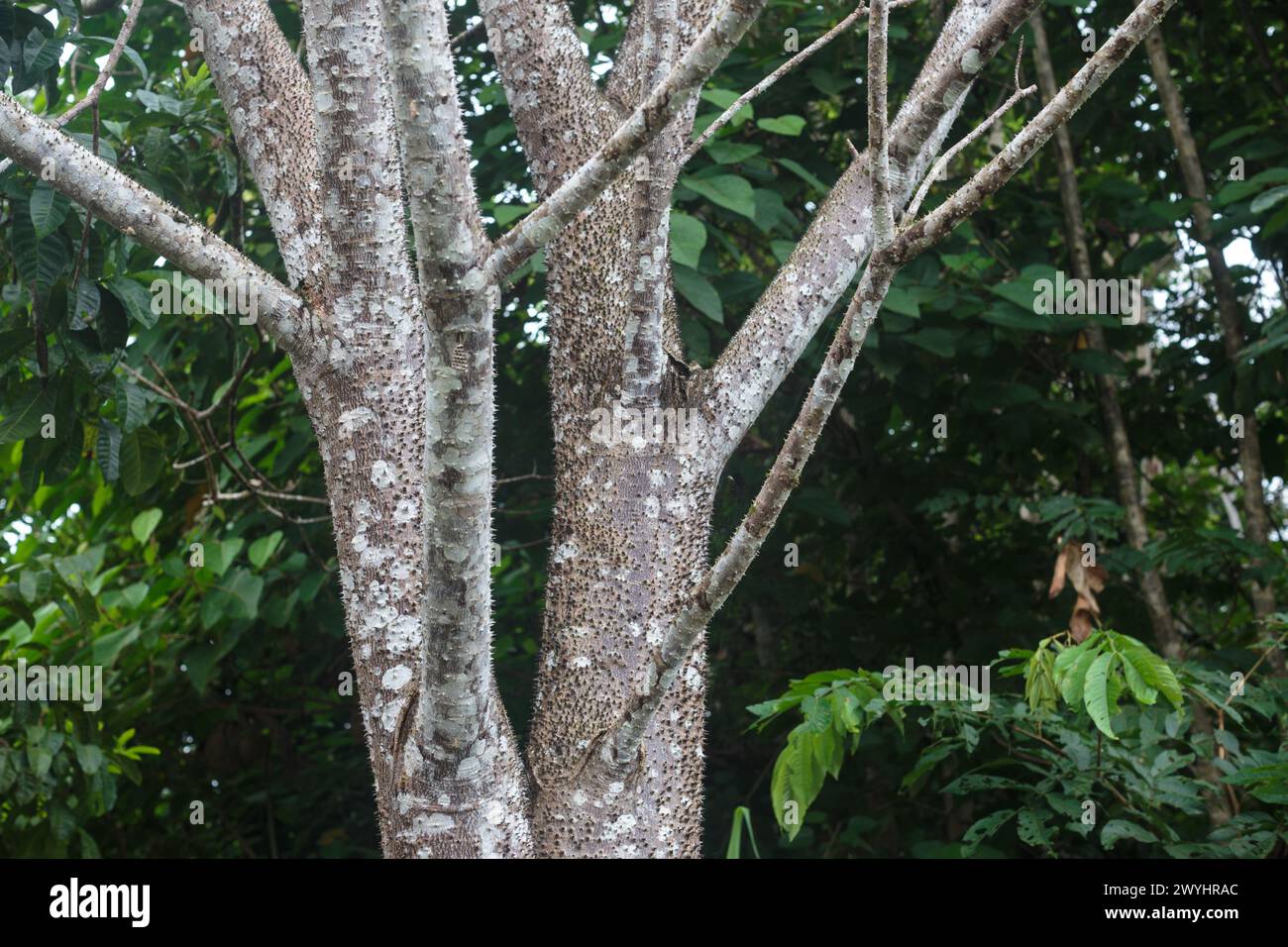 Scharfe Spitzen ragen aus dem Stamm des Sandbox Tree hervor, Hura Crepitans. Dieser giftige Baum kommt im Amazonasgebiet in Peru vor Stockfoto