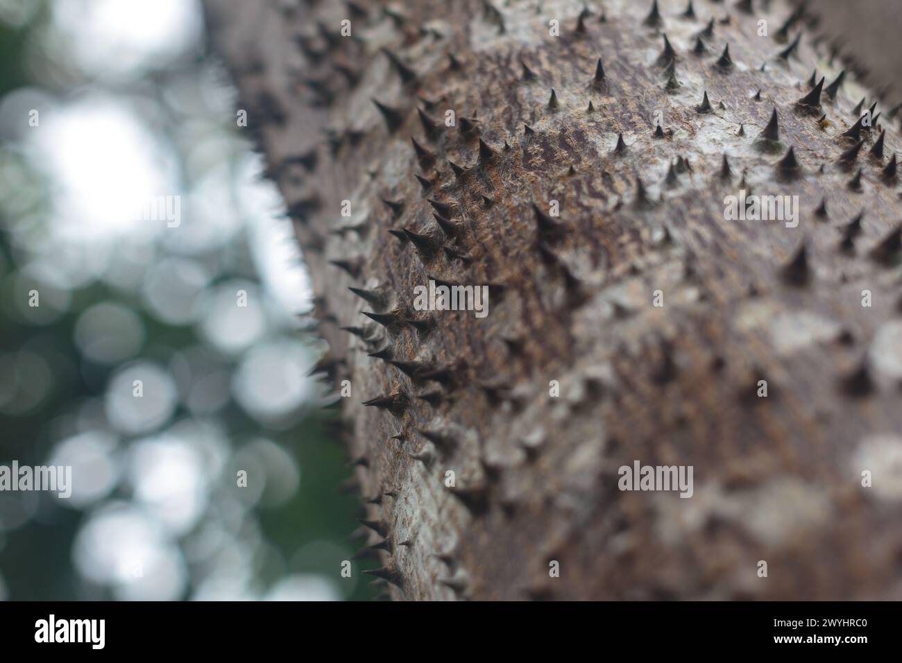 Scharfe Spitzen ragen aus dem Stamm des Sandbox Tree hervor, Hura Crepitans. Dieser giftige Baum kommt im Amazonasgebiet in Peru vor Stockfoto