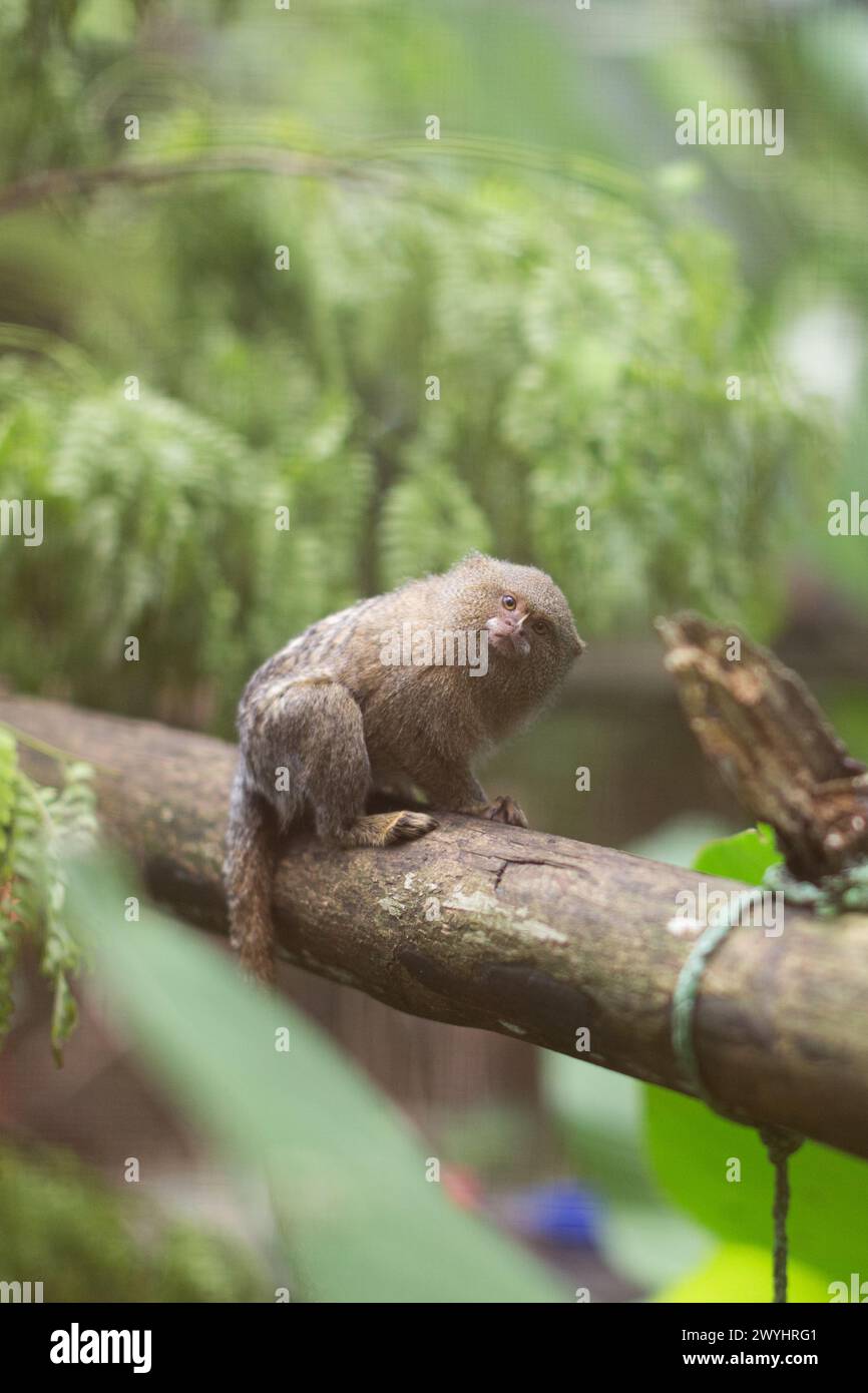 Im Schmetterlingsschutzgebiet außerhalb von Iquitos Peru im Amazonas-Regenwald schaut sich ein Zwergmurmeltier um, um Wildtiere zu retten und zu rehabilitieren Stockfoto