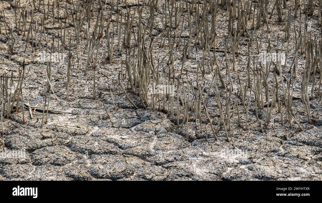 Atmungswurzeln oder Pneumatophorwurzeln, die vertikal aus dem Wattgebiet des Mangrovenwaldes von sundarban gewachsen sind. Diese Wurzeln erhalten Sauerstoff aus der Luft für die pl Stockfoto