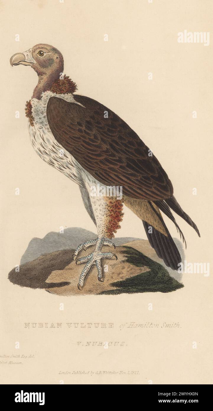 Lappengesicht-Geier, Torgos tracheliotos. Gefährdet. Aus einem Exemplar im Frankfurter Museum. Nubischer Geier von Hamilton Smith, Vultur nubicus. Handkolorierter Kupferstich nach einer Illustration von Charles Hamilton Smith aus Edward Griffith's The Animal Kingdom von The Baron Cuvier, London, Whittaker, 1827. Stockfoto