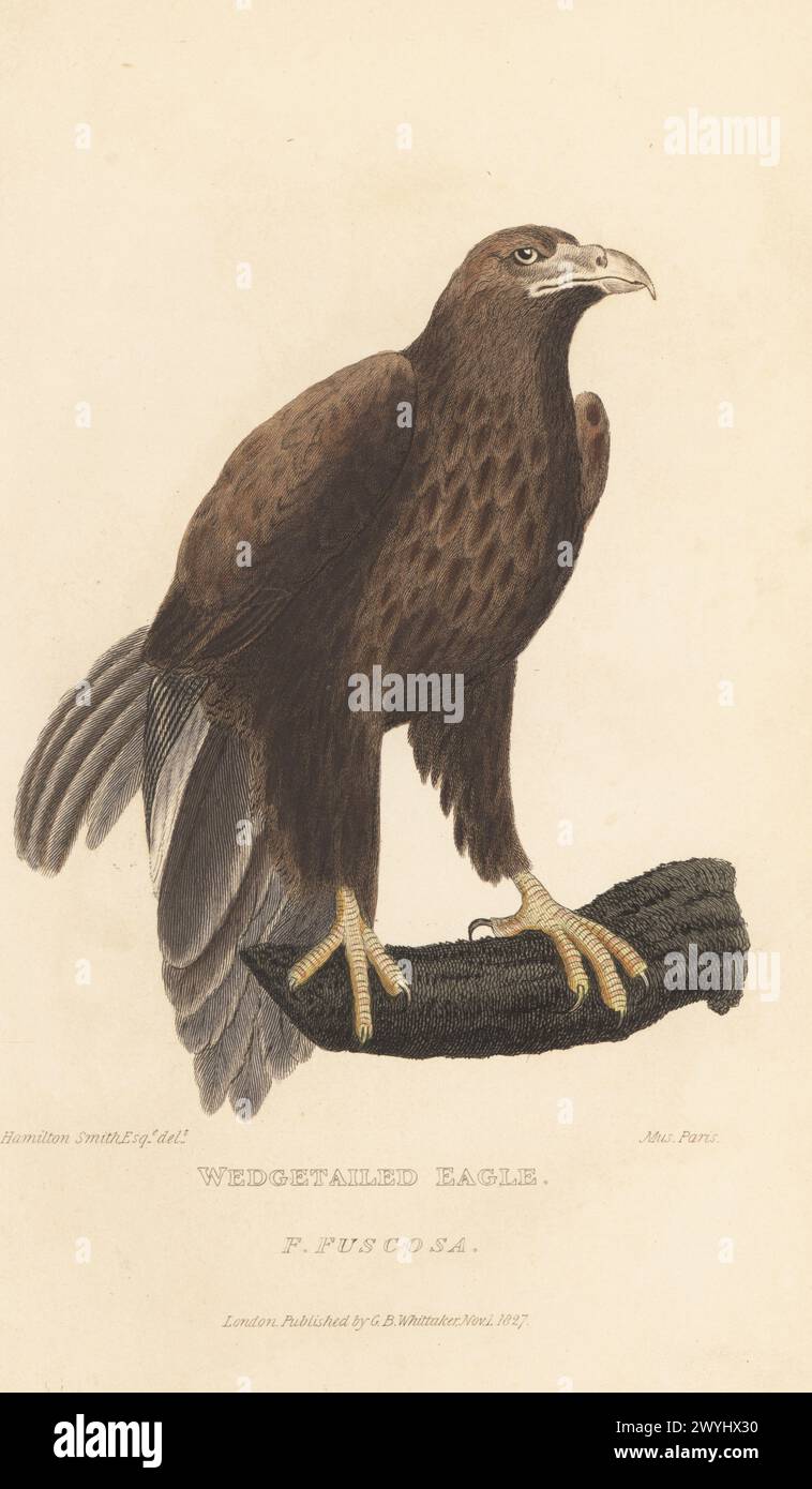 Keilschwanzadler, Aquila audax (Traubenadler, Falco fuscosus). Von einem Exemplar im Pariser Museum. Handkolorierter Kupferstich nach einer Illustration von Charles Hamilton Smith aus Edward Griffith's The Animal Kingdom von The Baron Cuvier, London, Whittaker, 1827. Stockfoto