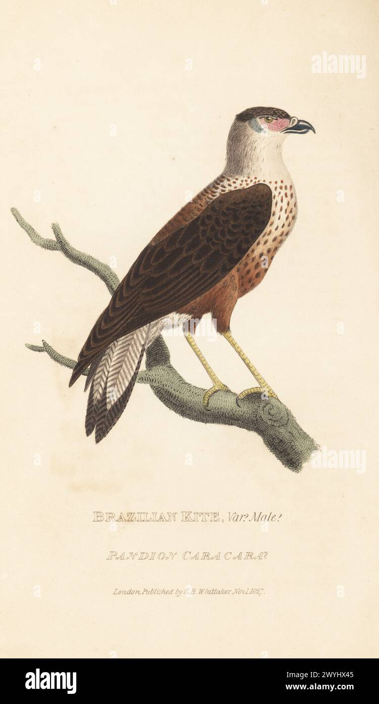 Cammcaracara oder mexikanischer Adler, Caracara plancus, juvenil. Gezeichnet von Major Charles Hamilton Smith aus einem lebenden Exemplar, das in Curacao auf den Kleinen Antillen geschossen wurde. Brasilianischer Drachen, VAR? Männlich?, Pandion caracara? Handkolorierter Kupferstich aus Edward Griffith's The Animal Kingdom von The Baron Cuvier, London, Whittaker, 1827. Stockfoto