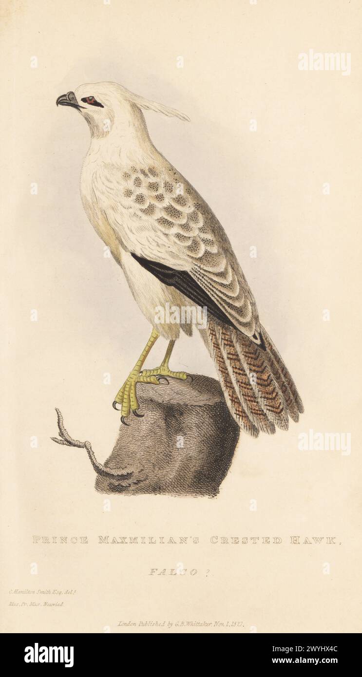 Nicht identifizierte Haubenfalken-Arten Amerikas. Gezeichnet von Charles Hamilton Smith aus einem Exemplar im Museum von Prinz Maximilian von Wied-Neuwied. Prinz Maxmilians Haubenfalke, Falco? Handkolorierter Kupferstich nach einer Illustration von Charles Hamilton Smith aus Edward Griffith's The Animal Kingdom von The Baron Cuvier, London, Whittaker, 1827. Stockfoto