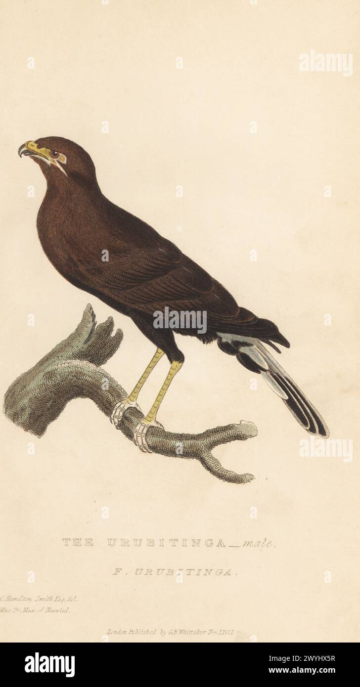 Großer schwarzer Falke, Buteogallus urubitinga. Heimisch in Mittel- und Südamerika. Die Urubitinga, Falco urubitinga, männlich. Aus einem Exemplar im Museum des Prinzen Maximilian von Neuwied. Handkolorierter Kupferstich nach einer Illustration von Charles Hamilton Smith aus Edward Griffith's The Animal Kingdom von The Baron Cuvier, London, Whittaker, 1827. Stockfoto