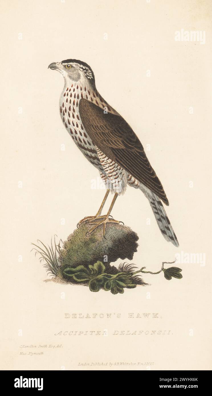 Brauner Goshawk, Accipiter fasciatus buruensis? Gefangen von Captain Delafons in der Straße zwischen Bileton (Pulau Belitung) und Borneo. Delafons Falke, Accipiter delafonsii, Accipiter torquatus. Von einem Exemplar im Athenaeum Museum in Plymouth. Handkolorierter Kupferstich nach einer Illustration von Charles Hamilton Smith aus Edward Griffith's The Animal Kingdom von The Baron Cuvier, London, Whittaker, 1827. Stockfoto