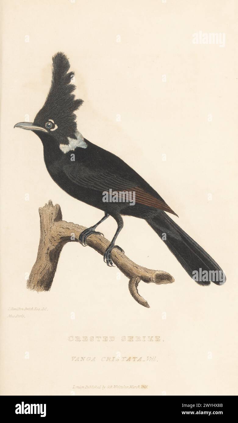 Wappen-Shrike jay, Platylophus galericulatus, fast bedroht. Wappenschrei, Vanga cristata. Gezeichnet von Charles Hamilton Smith aus einem Exemplar im Pariser Museum. Handkolorierter Kupferstich aus Edward Griffith's The Animal Kingdom von The Baron Cuvier, London, Whittaker, 1827. Stockfoto