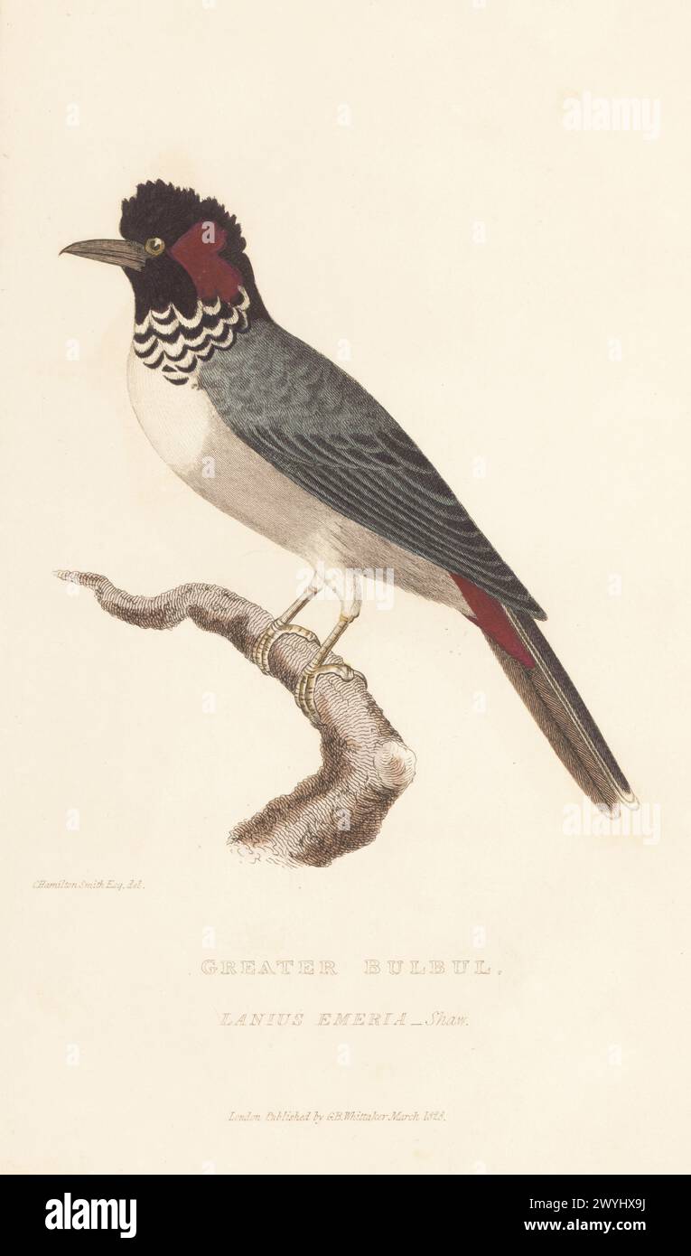 Rotes Bulbul oder Haubenbulbul, Pycnonotus jocosus. Großbulbul, Großbulbul Indiens, Lanius emeria, Shaw. Handkolorierter Kupferstich nach einer Illustration von Charles Hamilton Smith aus Edward Griffith's The Animal Kingdom von The Baron Cuvier, London, Whittaker, 1827. Stockfoto