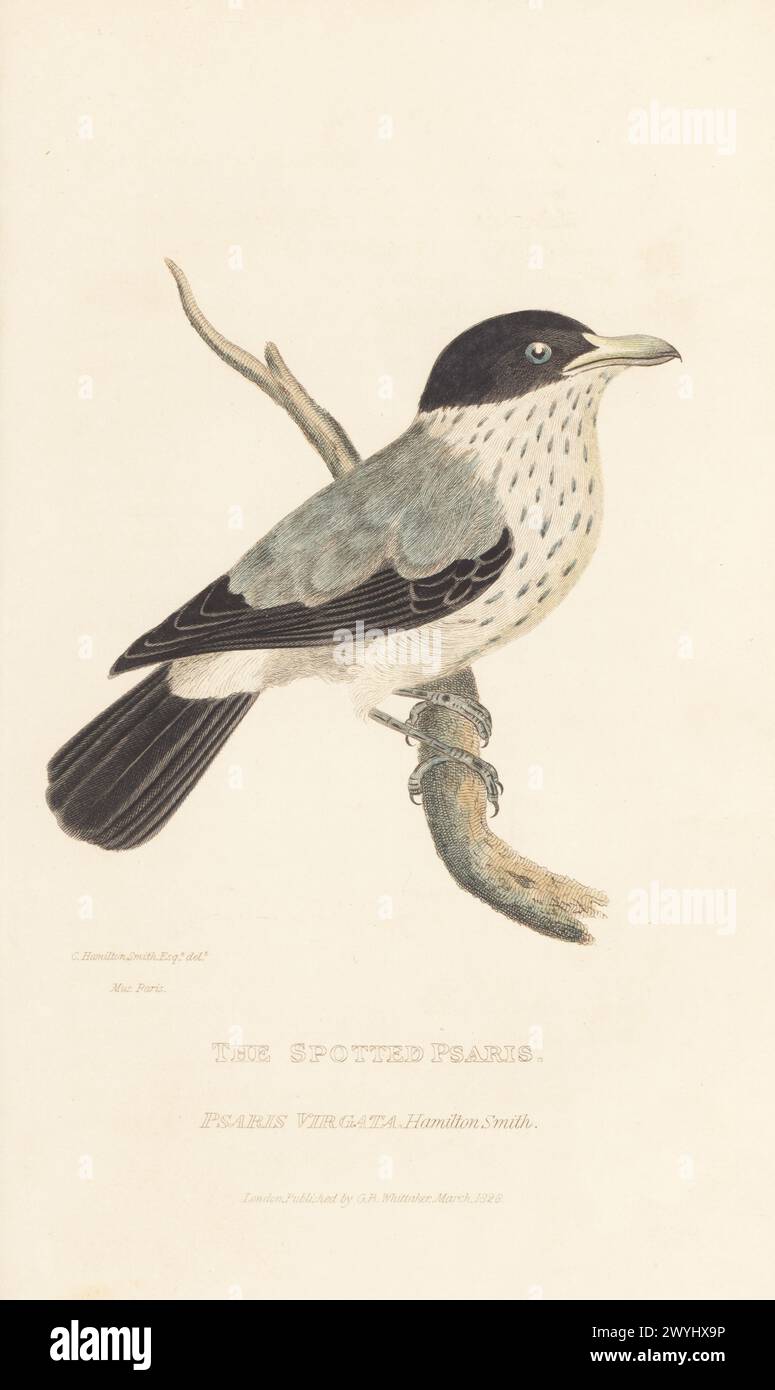 Schwarzschwanztityra, Tityra cayana. Gefleckte Psaris, Psaris virgata Hamilton Smith. Gezeichnet von Charles Hamilton Smith aus einem Exemplar im Pariser Museum. Handkolorierter Kupferstich aus Edward Griffith's The Animal Kingdom von The Baron Cuvier, London, Whittaker, 1827. Stockfoto