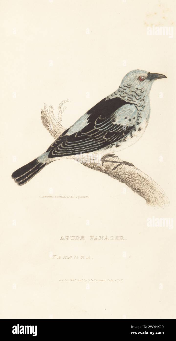 Tanager mit azurblauem Rumpf oder Tanager von Cabanis, Poecilostreptus cabanisi. Azure-Tanager oder blauköpfige Tanagra-Arten? Gezeichnet von Charles Hamilton Smith aus einem Exemplar aus der Sammlung des Präparators Drew in Plymouth. Handkolorierter Kupferstich aus Edward Griffith's The Animal Kingdom von The Baron Cuvier, London, Whittaker, 1828. Stockfoto