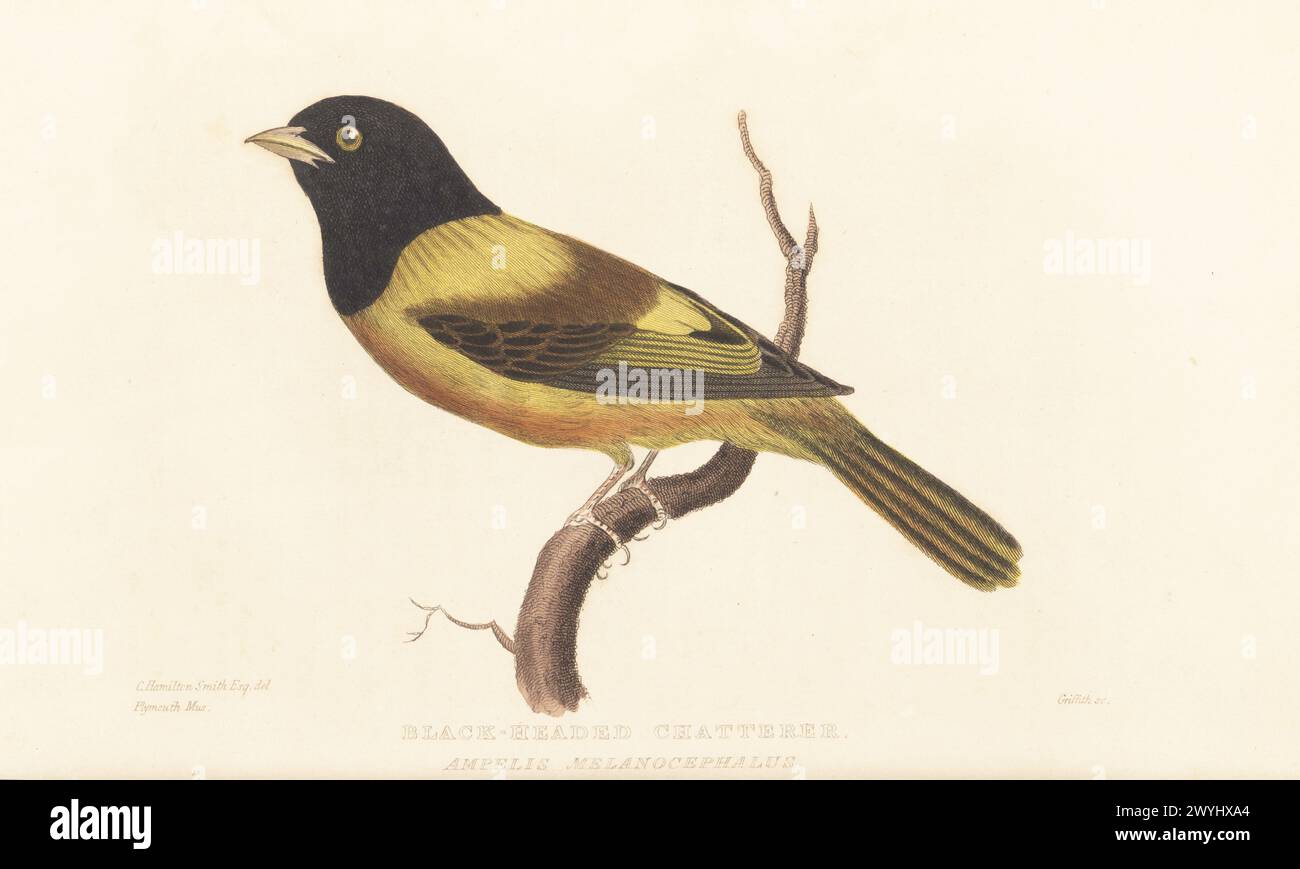 Schwarzkopf-Berryeater oder Schwarzkopf-Cotinga, Carpornis melanocephala. (Schwarzköpfiger Chatterer, Ampelis melanocephalus oder Prinz Maximilian von Wied-Neuwied Procnias malanocephalus.) Aus einem Exemplar im Athenaeum Museum in Plymouth. Handkolorierter Kupferstich von Griffith, Harriet oder Edward, nach einer Illustration von Charles Hamilton Smith aus Edward Griffith's The Animal Kingdom von The Baron Cuvier, London, Whittaker, 1828. Stockfoto