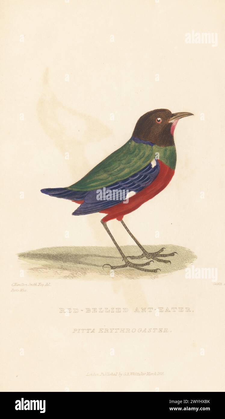 Philippinische Pitta oder blaubrüstige Pitta, Erythropitta erythrogaster. Rotbauchameisenfresser, Pitta Erythrogaster. Von einem Exemplar im Pariser Museum. Handkolorierter Kupferstich von Griffith, Harriet oder Edward, nach einer Illustration von Charles Hamilton Smith aus Edward Griffith's The Animal Kingdom von The Baron Cuvier, London, Whittaker, 1827. Stockfoto