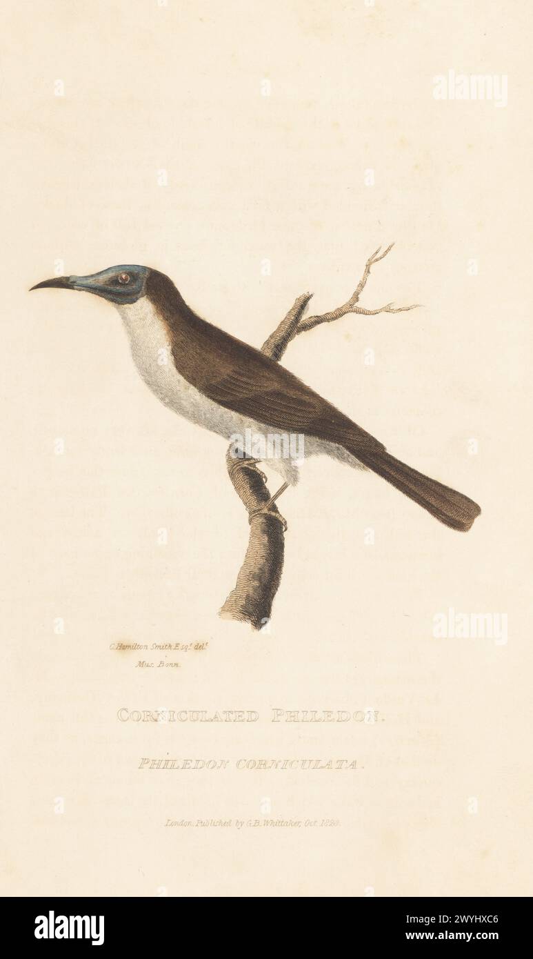Lauter Friarbird oder verhornter Philedon, Philedon corniculata. In Australien beheimatet. Aus einem Exemplar der Sammlung von Major Charles Hamilton Smith (Mus. Bonn auf der Platte). Handkolorierter Kupferstich nach einer Illustration von Charles Hamilton Smith aus Edward Griffith's The Animal Kingdom von The Baron Cuvier, London, Whittaker, 1827. Stockfoto